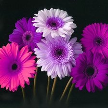 Схема вышивки «Герберы на черном»