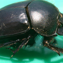 Схема вышивки «жук скарабей»