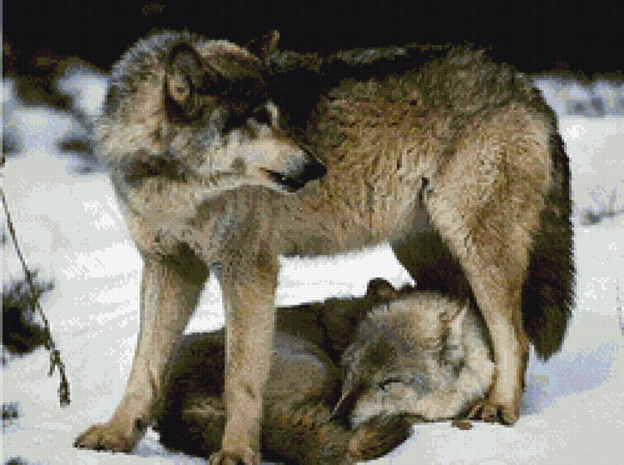 волки - хищники, животные, волки - предпросмотр