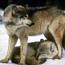 Схема вышивки «волки»