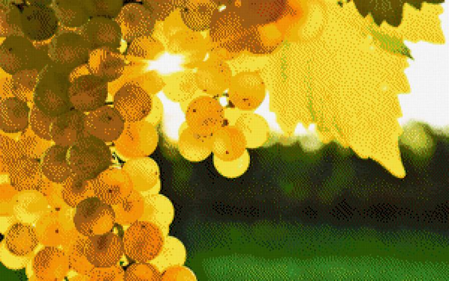 виноград - фрукты, виноград - предпросмотр