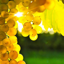 Схема вышивки «виноград»