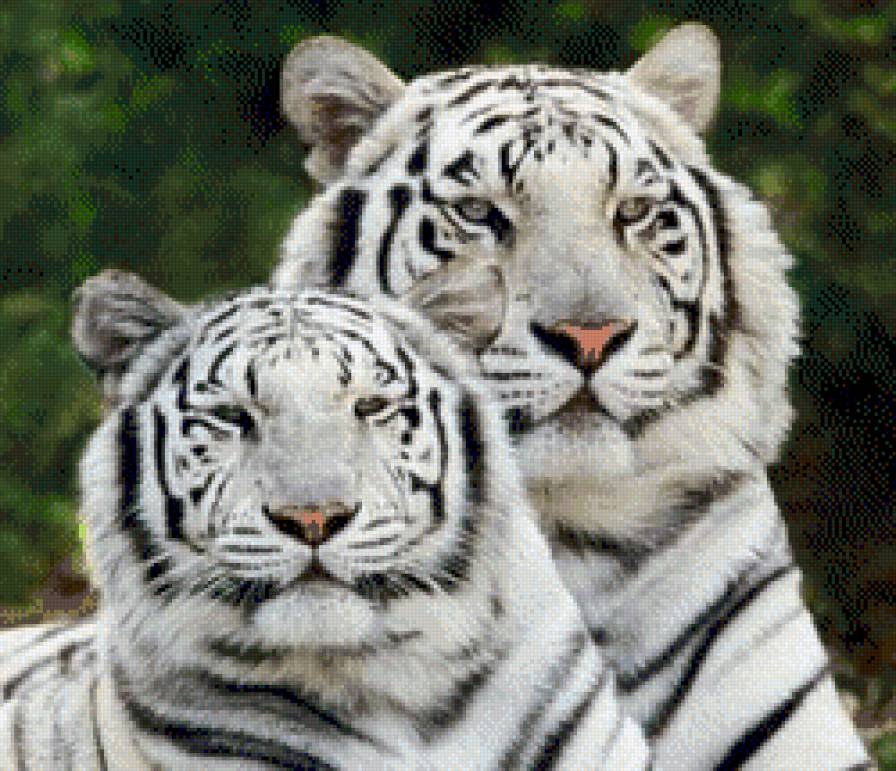 тигры - тигры - предпросмотр