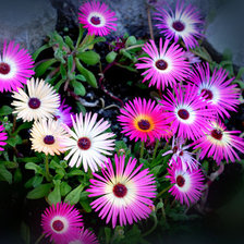 Схема вышивки «цветы»