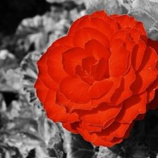 Схема вышивки «розы»