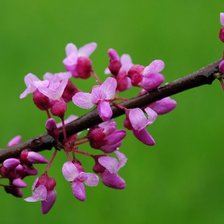 Схема вышивки «цвет миндаля»