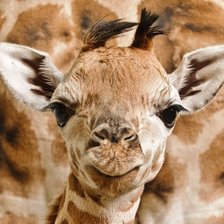 Схема вышивки «Жираф»