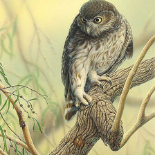 Схема вышивки «Серия "Пернатые"»