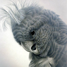 Схема вышивки «Серия "Пернатые"»