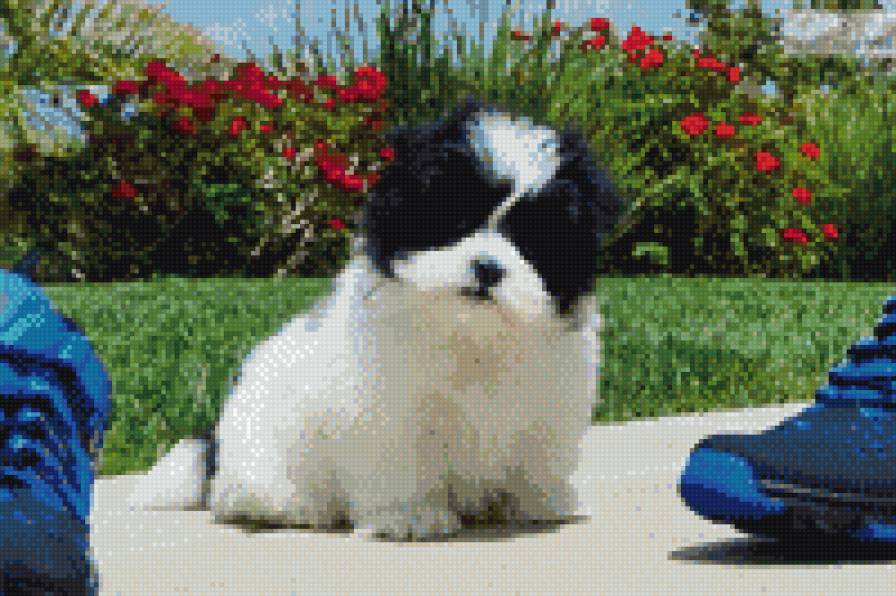 Собака - собака, малши - предпросмотр