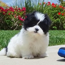 Схема вышивки «Собака»