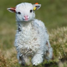 Схема вышивки «Ягненок»