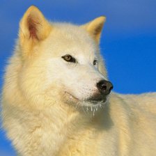 Схема вышивки «Белый волк»