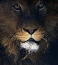 Схема вышивки «из темноты»