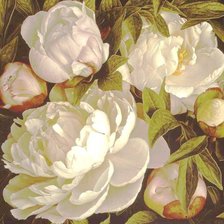 Схема вышивки «Пионы (Peonies) Mia Tarney»