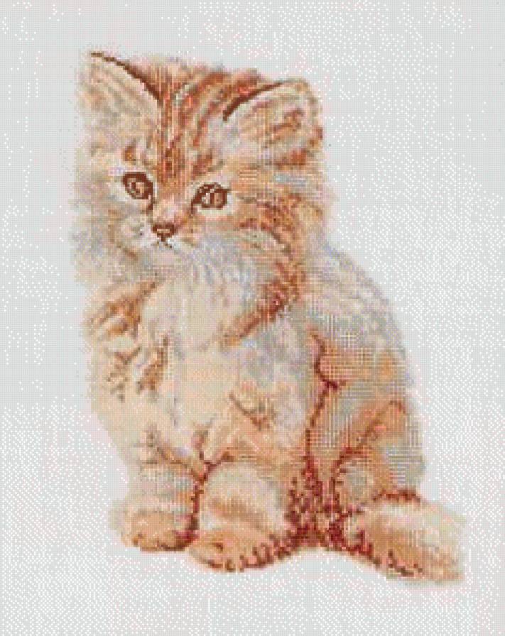 Котенок - котенок - предпросмотр