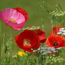 Схема вышивки «полевые цветы»