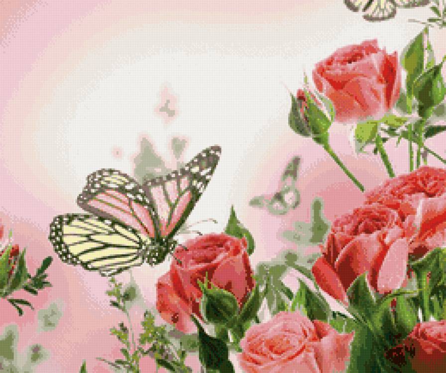 бабочка на розах - цветы, бабочки - предпросмотр