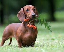 Схема вышивки «такса»