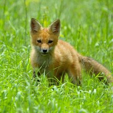 Схема вышивки «Лисенок в поле»