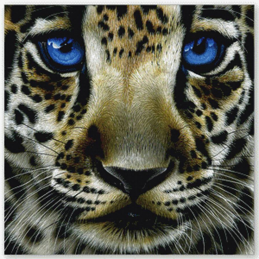 взгляд хищника - взгляд, хищник - предпросмотр