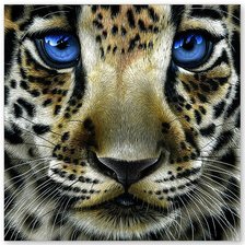 Схема вышивки «взгляд хищника»