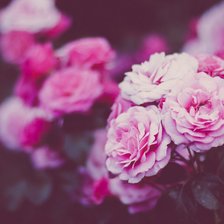 Схема вышивки «Розовые розы»