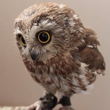 Схема вышивки «сова»