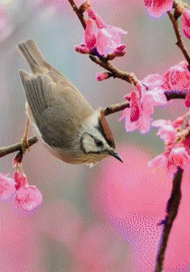 птичка - предпросмотр