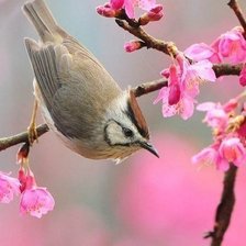 Схема вышивки «птичка»