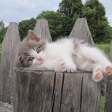 Схема вышивки «152»