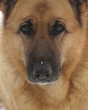 Схема вышивки «158»