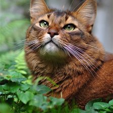 Схема вышивки «159»