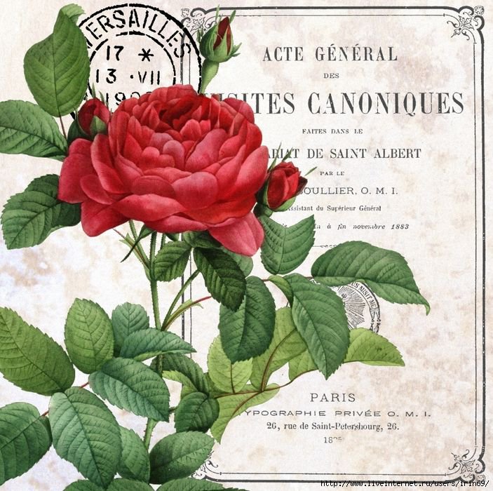 винажная роза - цветы, розы, винтаж - оригинал