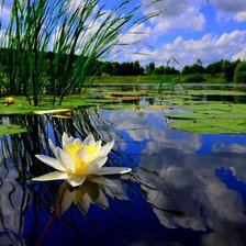 Схема вышивки «лилия»