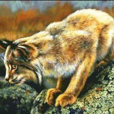 Схема вышивки «дикий мир Rebecca Latham»