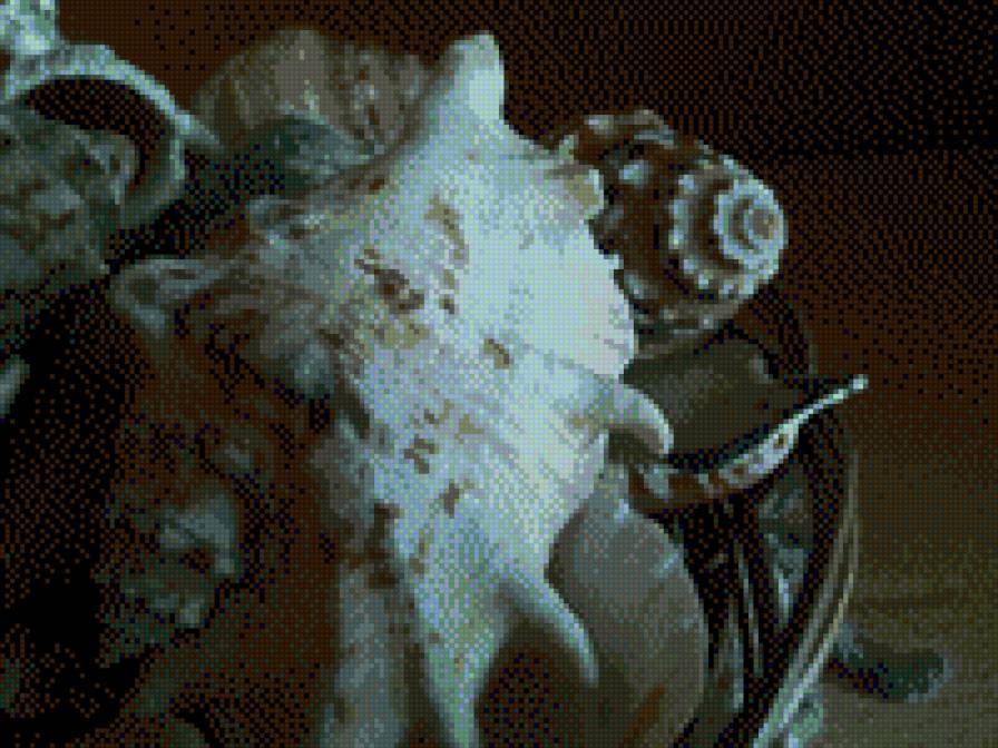 Ракушки - предпросмотр