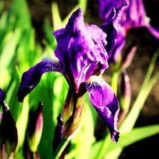 Схема вышивки «Ирис»