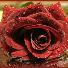 Схема вышивки «Роза»