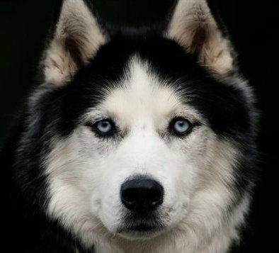 Хаски - собаки - оригинал