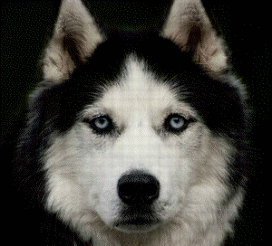 Хаски - собаки - предпросмотр