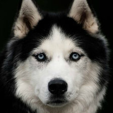 Схема вышивки «Хаски»