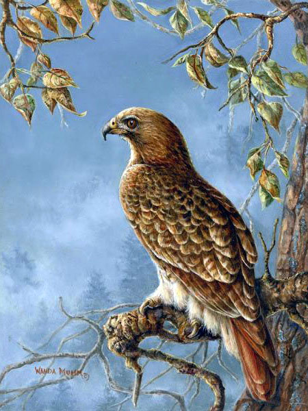 0225 - сокол, птицы, живопись, природа, картина, красота - оригинал