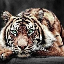 Схема вышивки «Глаза»