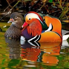 Схема вышивки «щдщ»