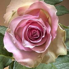 Схема вышивки «№992475»