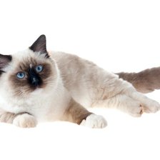 Схема вышивки «киска»