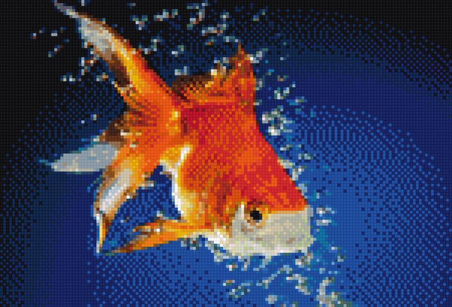 Золотая рыбка - рыба - предпросмотр