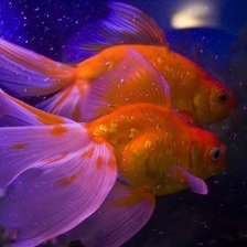 Схема вышивки «Золотая рыбка_2»