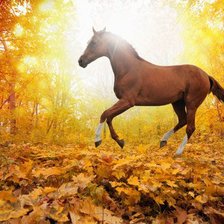 Схема вышивки «свобода»